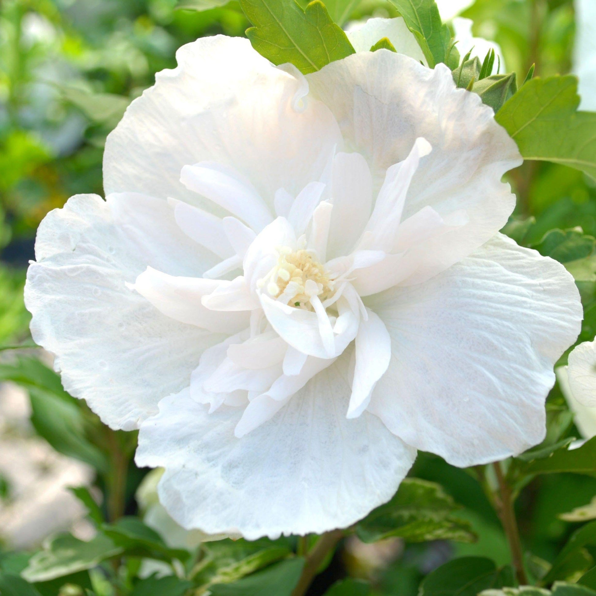Hibiscus Syriacus 'white Chiffon' - View 28 from www redcrocus com