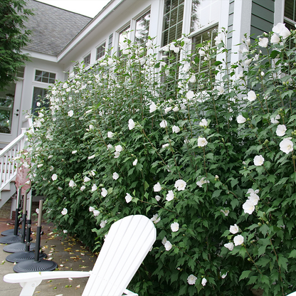 Hibiscus Syriacus 'white Chiffon' - View 33 from www redcrocus com