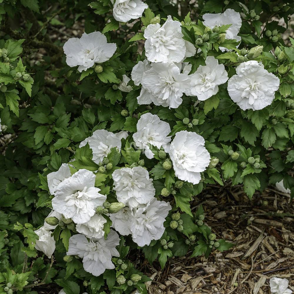 Hibiscus Syriacus 'white Chiffon' - View 34 from www redcrocus com