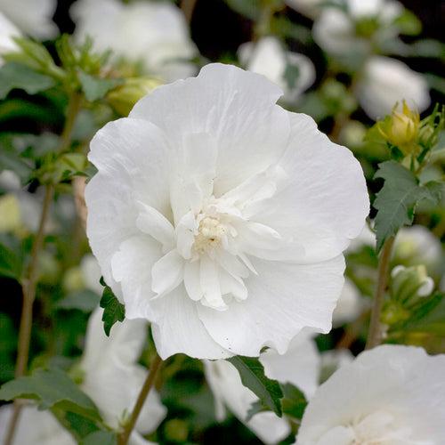 Hibiscus Syriacus 'white Chiffon' - View 35 from www redcrocus com