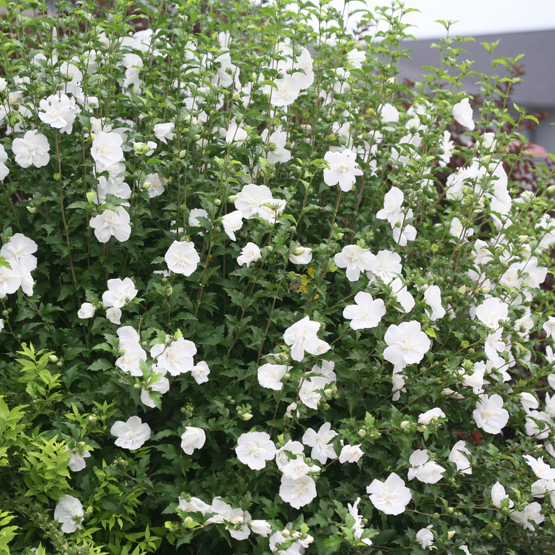 Hibiscus Syriacus 'white Chiffon' - View 3 from www redcrocus com