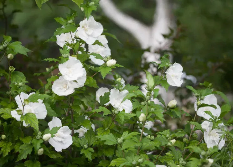Hibiscus Syriacus 'white Chiffon' - View 5 from www redcrocus com