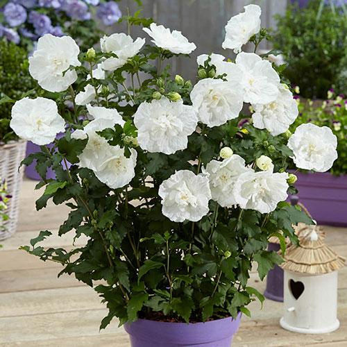Hibiscus Syriacus 'white Chiffon' - View 8 from www redcrocus com