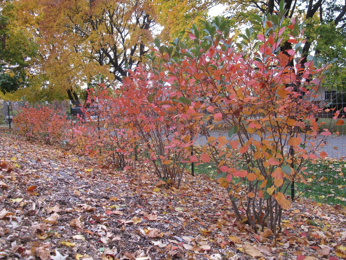 Aronia Melanocarpa 'autumn Magic' - View 10 from www redcrocus com