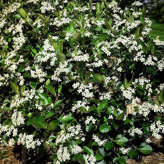 Aronia Melanocarpa 'autumn Magic' - View 12 from www redcrocus com