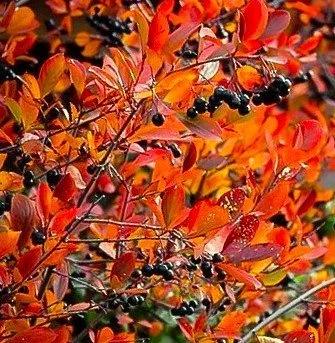 Aronia Melanocarpa 'autumn Magic' - View 14 from www redcrocus com