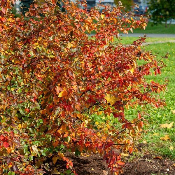 Aronia Melanocarpa 'autumn Magic' - View 15 from www redcrocus com