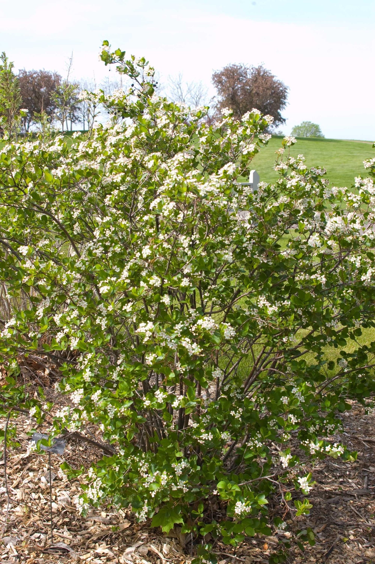 Aronia Melanocarpa 'autumn Magic' - View 18 from www redcrocus com