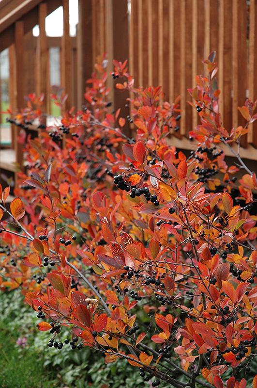 Aronia Melanocarpa 'autumn Magic' - View 1 from www redcrocus com