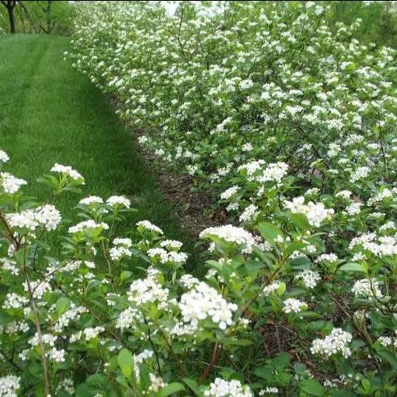 Aronia Melanocarpa 'autumn Magic' - View 20 from www redcrocus com