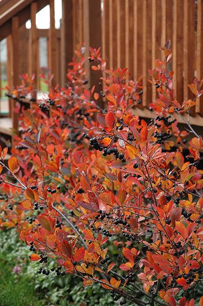Aronia Melanocarpa 'autumn Magic' - View 23 from www redcrocus com