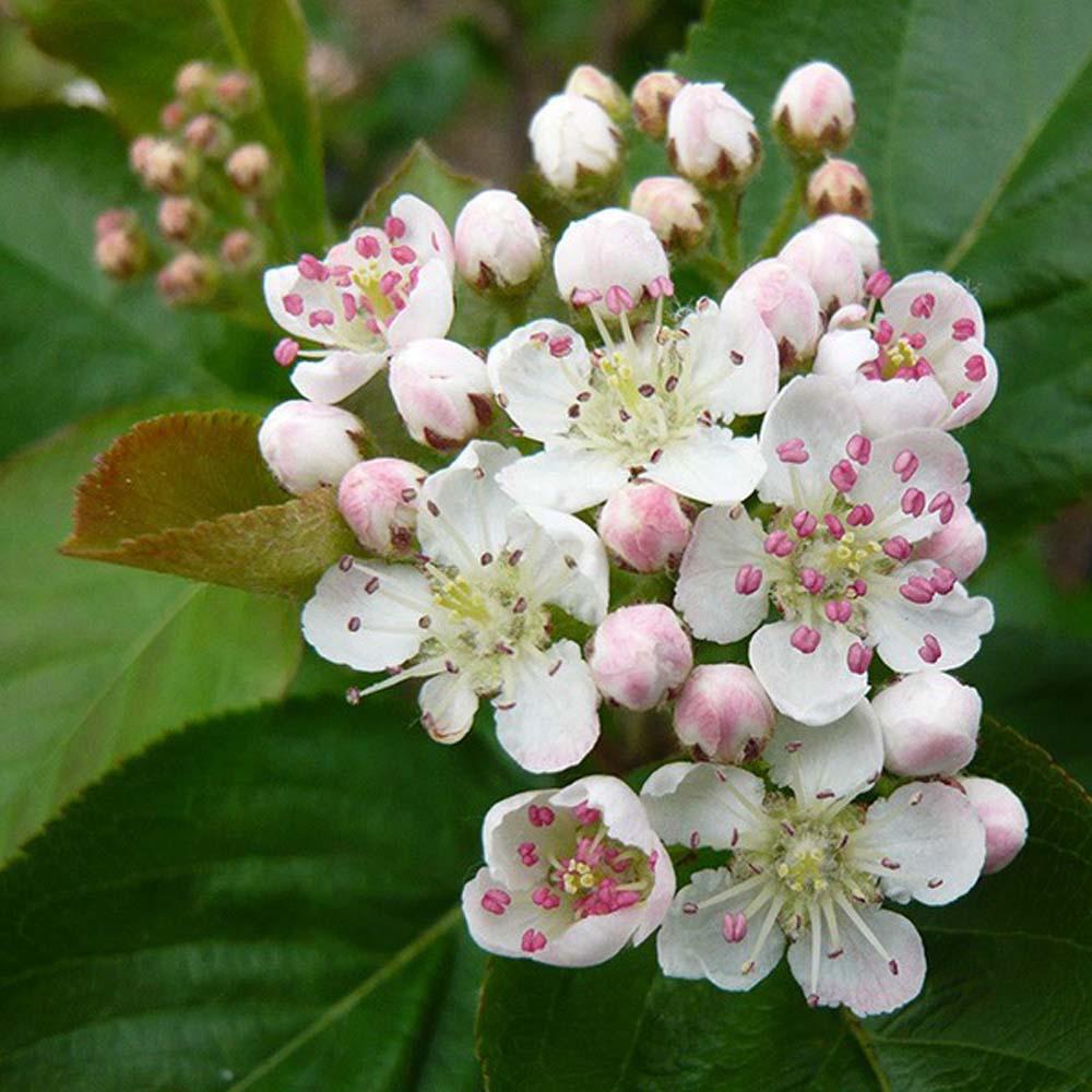 Aronia Melanocarpa 'autumn Magic' - View 25 from www redcrocus com