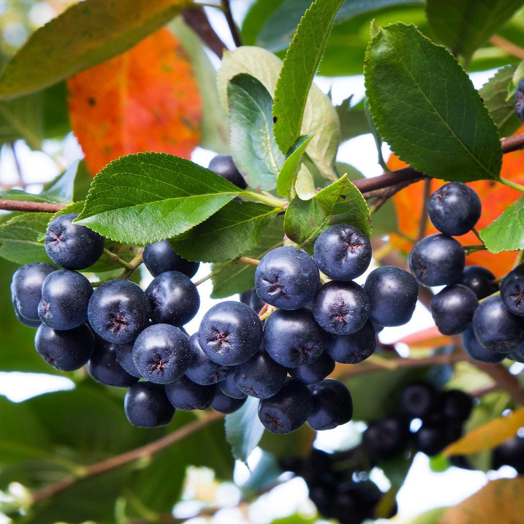 Aronia Melanocarpa 'autumn Magic' - View 26 from www redcrocus com