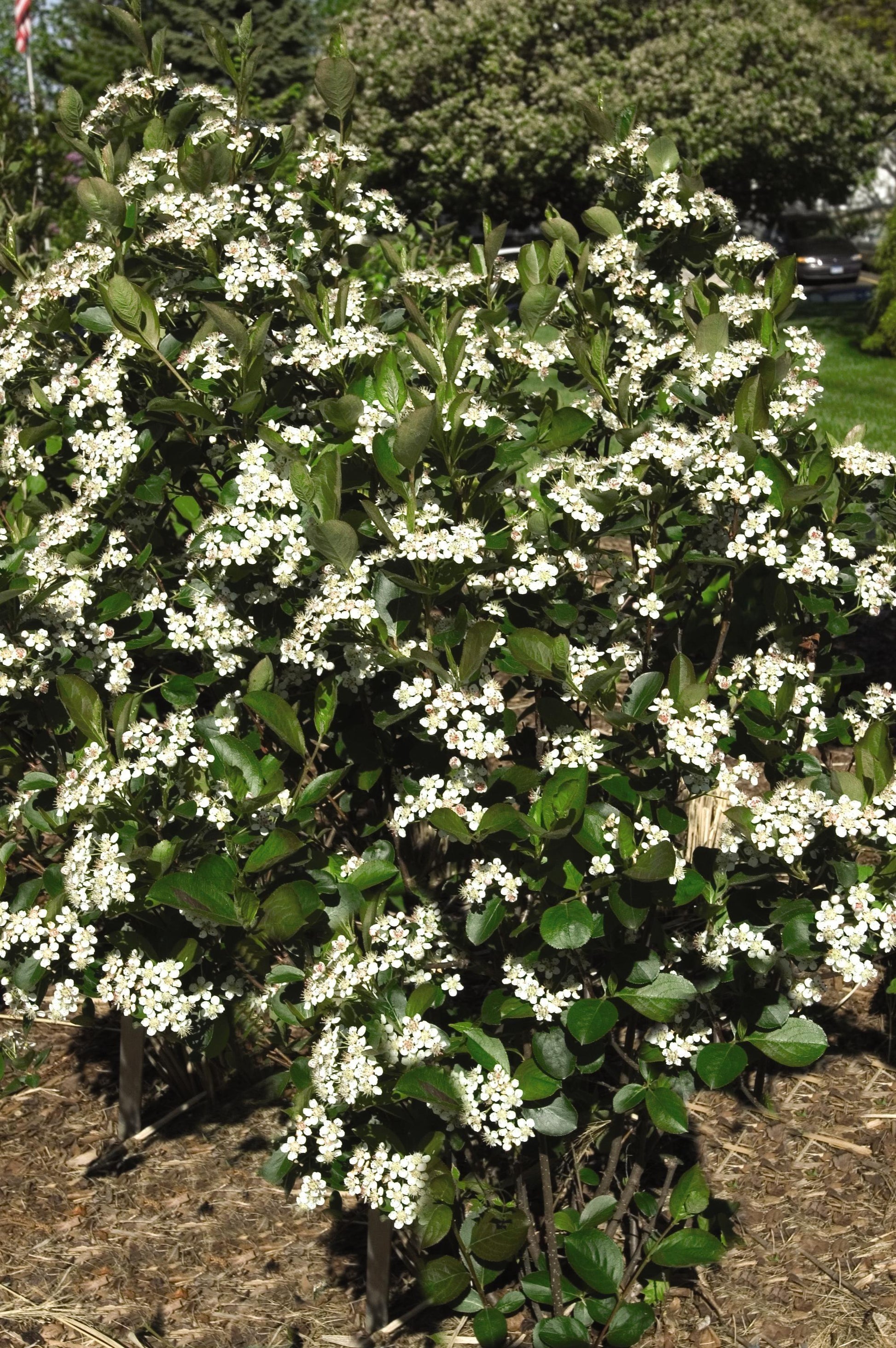 Aronia Melanocarpa 'autumn Magic' - View 27 from www redcrocus com