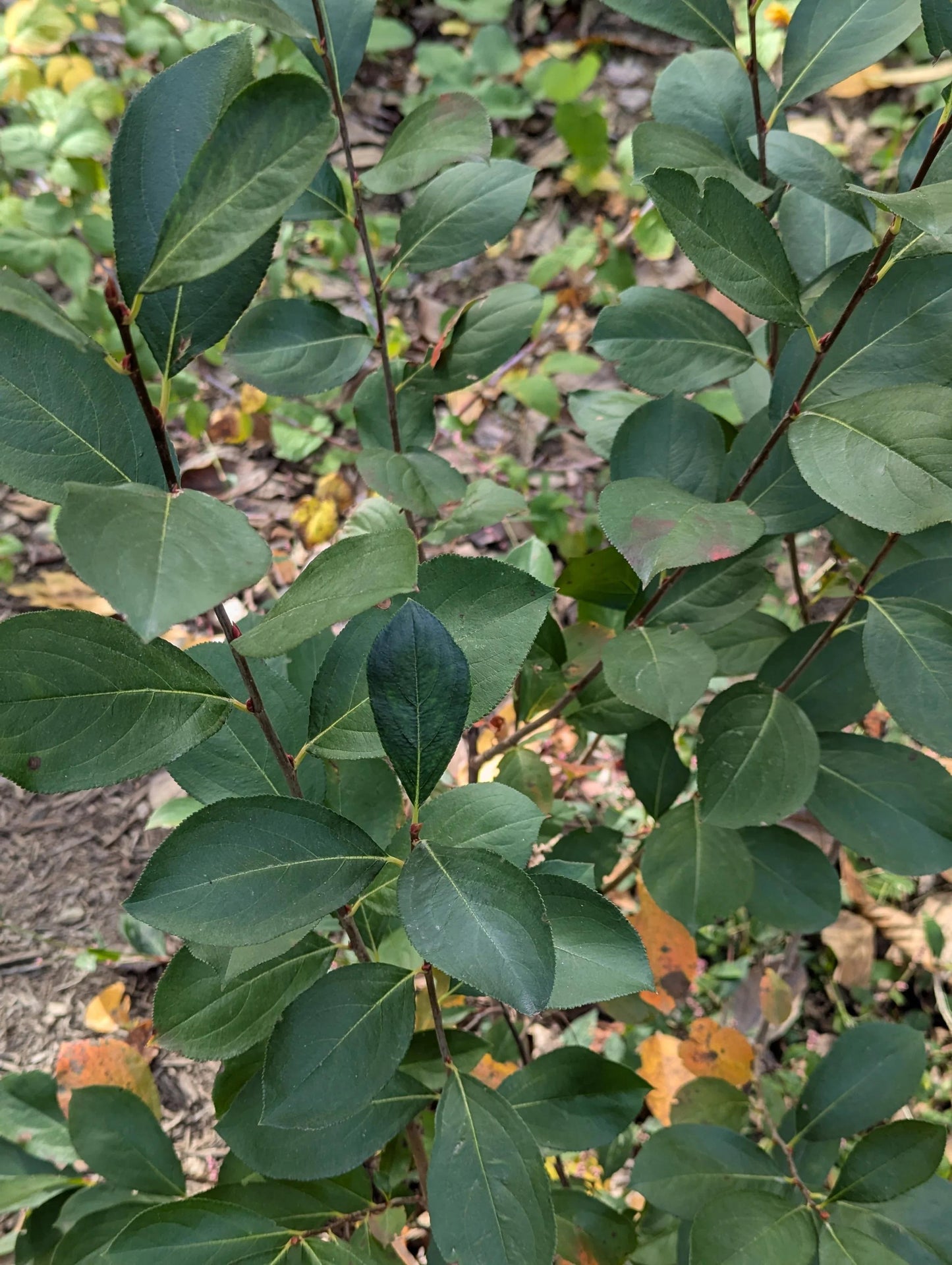 Aronia Melanocarpa 'autumn Magic' - View 29 from www redcrocus com