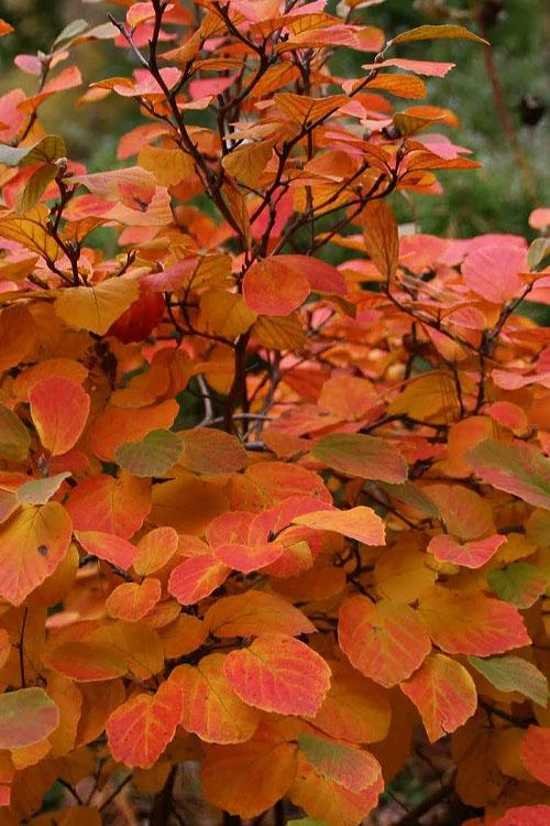 Aronia Melanocarpa 'autumn Magic' - View 2 from www redcrocus com