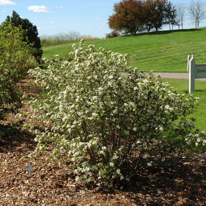 Aronia Melanocarpa 'autumn Magic' - View 30 from www redcrocus com