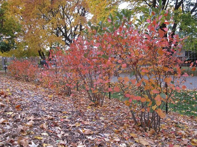 Aronia Melanocarpa 'autumn Magic' - View 31 from www redcrocus com