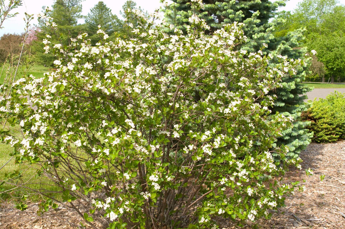 Aronia Melanocarpa 'autumn Magic' - View 4 from www redcrocus com