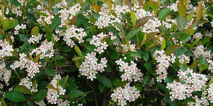 Aronia Melanocarpa 'autumn Magic' - View 5 from www redcrocus com