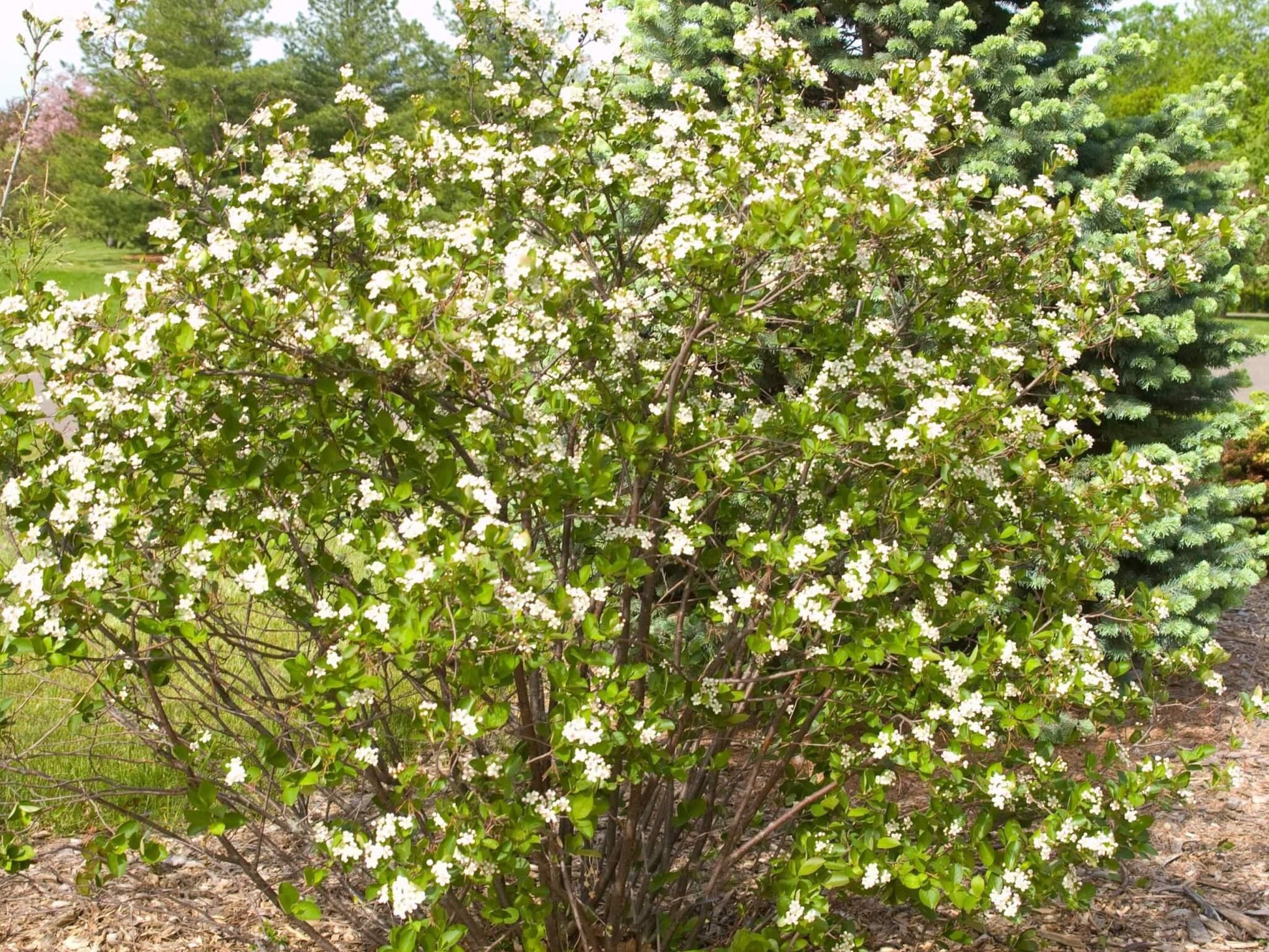 Aronia Melanocarpa 'autumn Magic' - View 6 from www redcrocus com