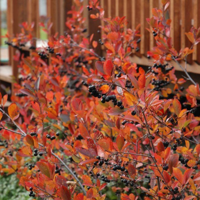 Aronia Melanocarpa 'autumn Magic' - View 8 from www redcrocus com