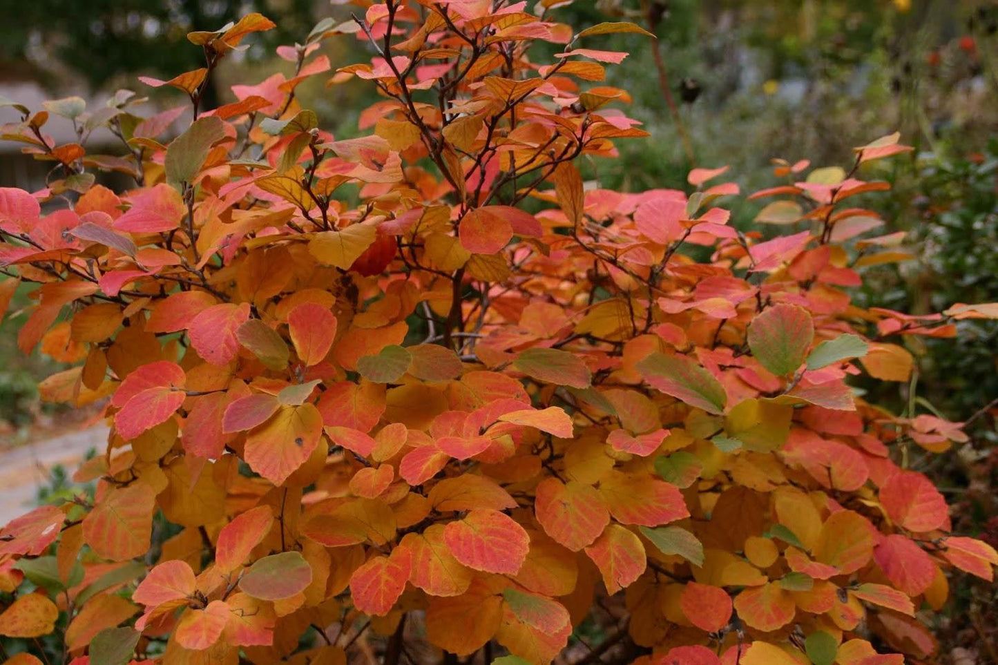 Aronia Melanocarpa 'autumn Magic' - View 9 from www redcrocus com