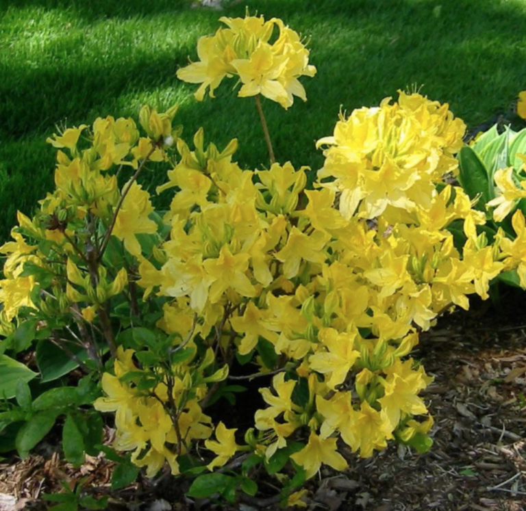 Azalea Lemon Lights - View 11 from www redcrocus com