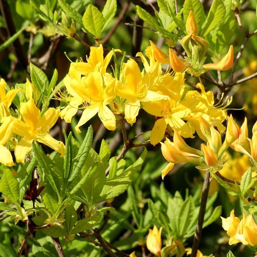 Azalea Lemon Lights - View 11 from www redcrocus com
