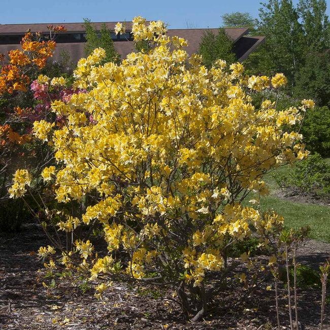 Azalea Lemon Lights - View 12 from www redcrocus com