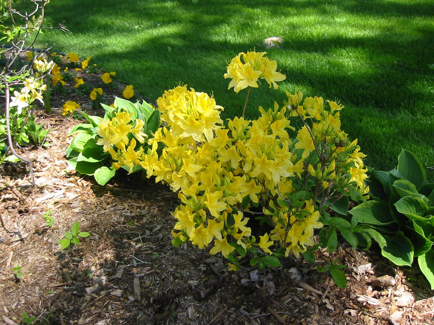 Azalea Lemon Lights - View 13 from www redcrocus com