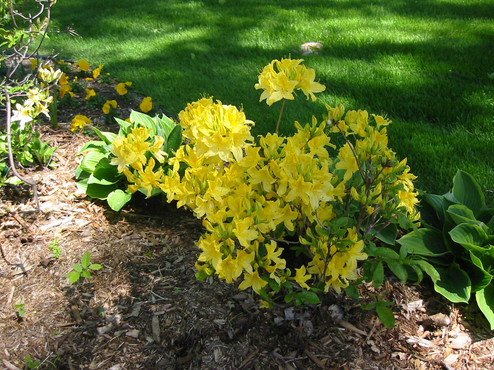 Azalea Lemon Lights - View 13 from www redcrocus com