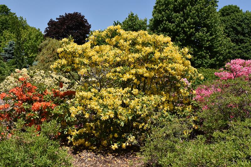 Azalea Lemon Lights - View 14 from www redcrocus com