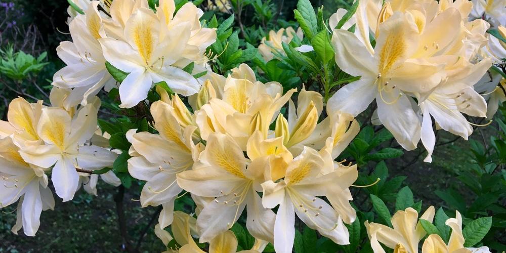 Azalea Lemon Lights - View 15 from www redcrocus com