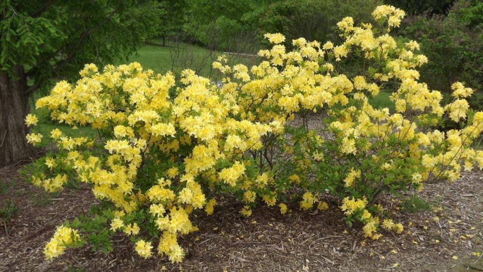 Azalea Lemon Lights - View 2 from www redcrocus com