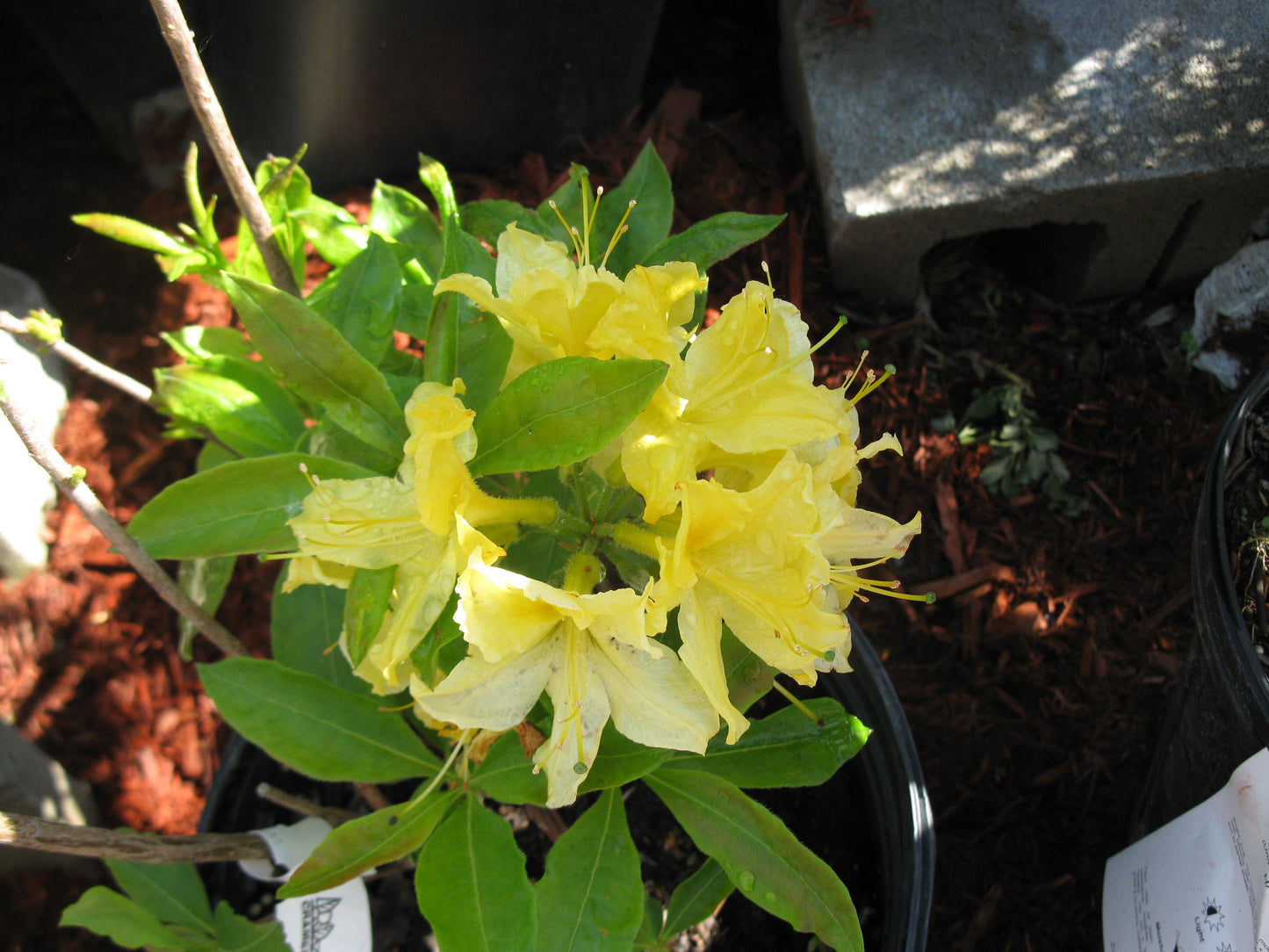 Azalea Lemon Lights - View 4 from www redcrocus com
