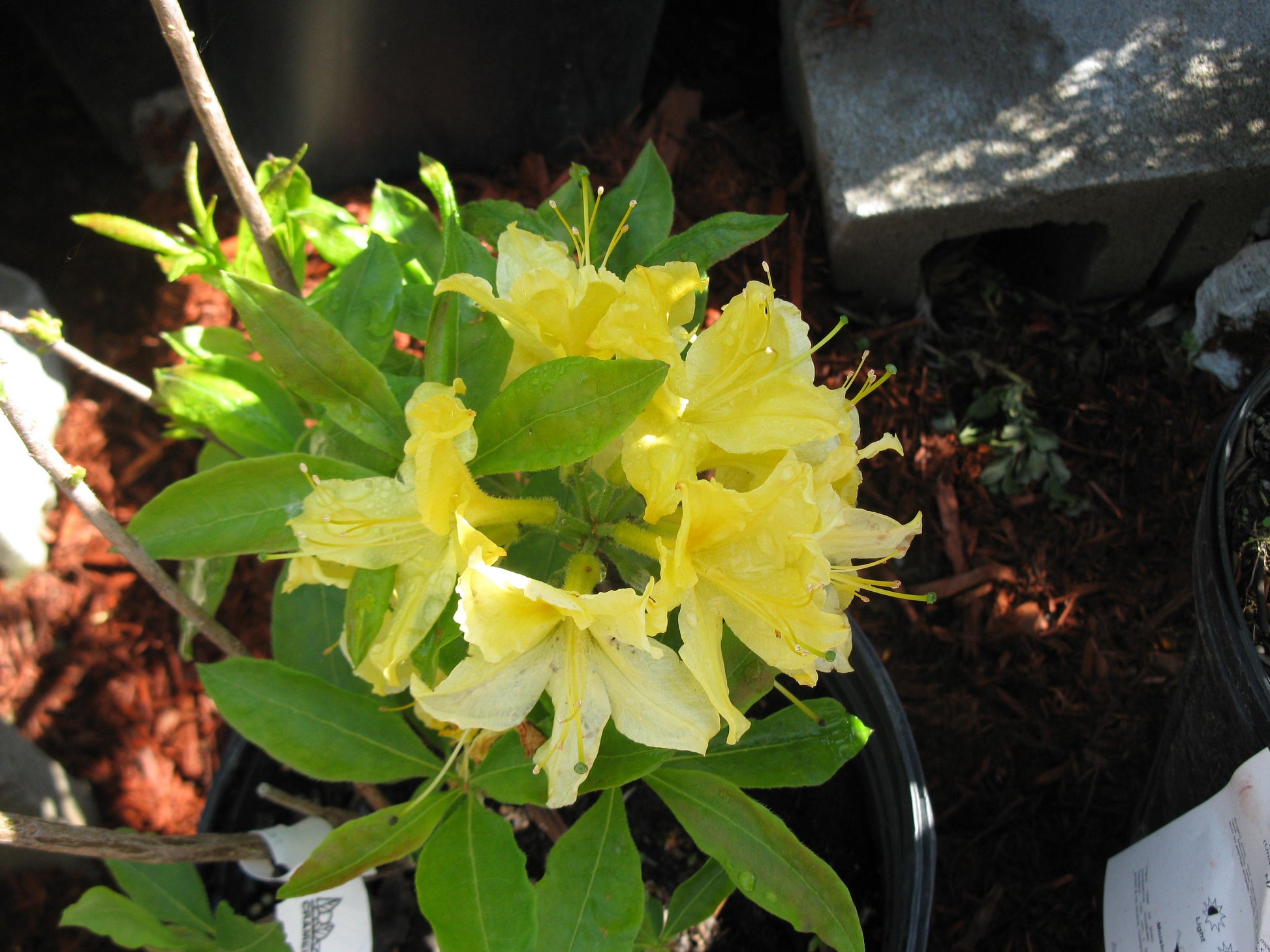 Azalea Lemon Lights - View 4 from www redcrocus com