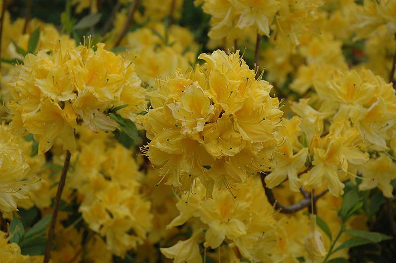 Azalea Lemon Lights - View 5 from www redcrocus com