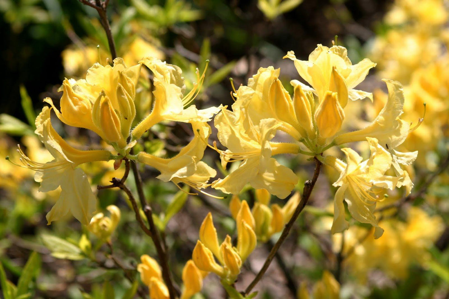 Azalea Lemon Lights - View 6 from www redcrocus com