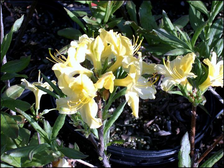 Azalea Lemon Lights - View 7 from www redcrocus com