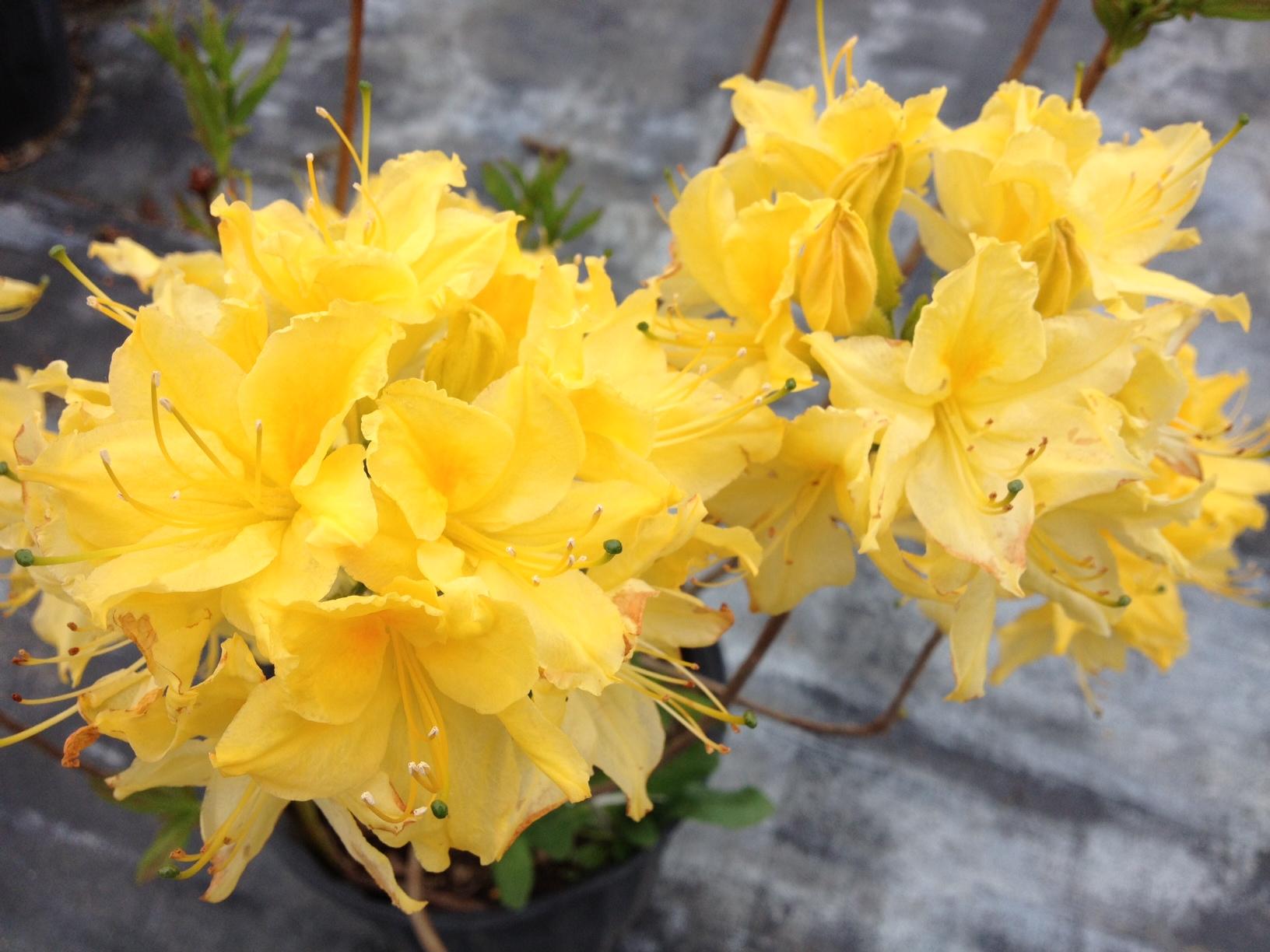 Azalea Lemon Lights - View 8 from www redcrocus com