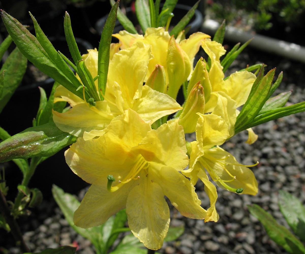 Azalea Lemon Lights - View 9 from www redcrocus com