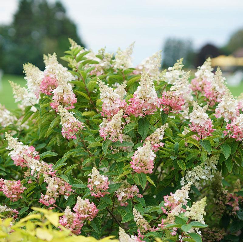 Hydrangea Paniculata 'pinky Winky' - View 15 from www redcrocus com