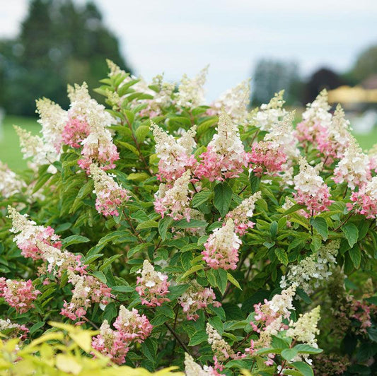 Hydrangea Paniculata 'pinky Winky' - View 15 from www redcrocus com