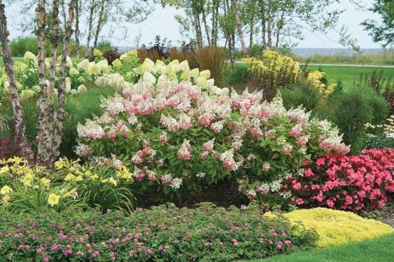 Hydrangea Paniculata 'pinky Winky' - View 20 from www redcrocus com