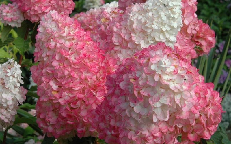 Hydrangea Paniculata 'pinky Winky' - View 23 from www redcrocus com