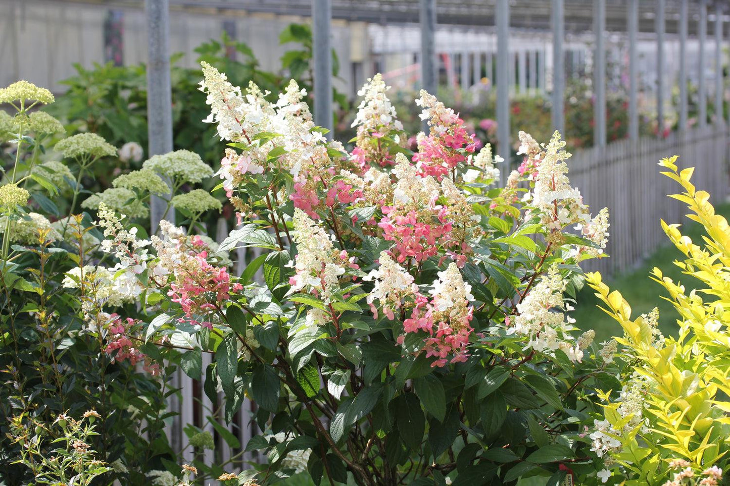 Hydrangea Paniculata 'pinky Winky' - View 28 from www redcrocus com