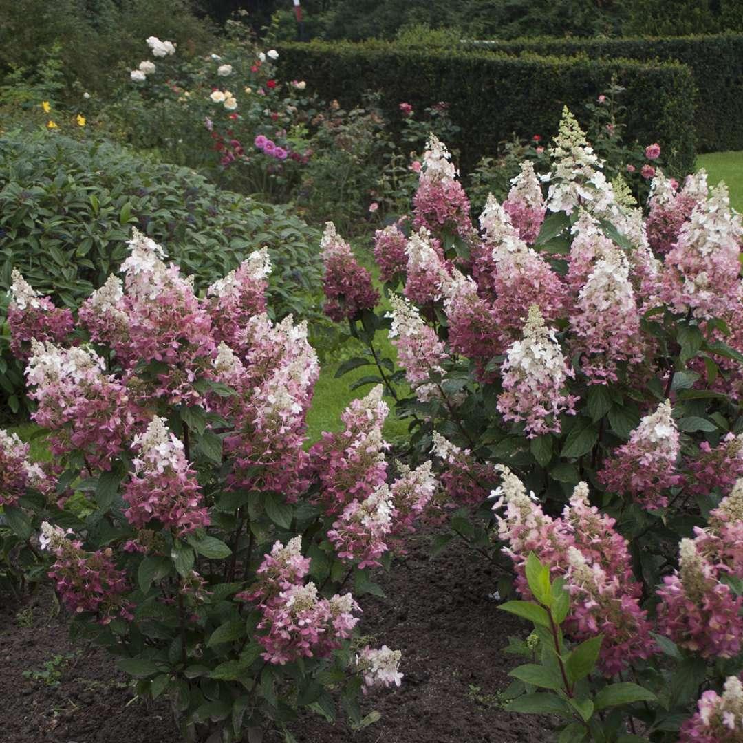 Hydrangea Paniculata 'pinky Winky' - View 29 from www redcrocus com