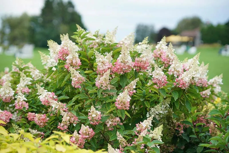 Hydrangea Paniculata 'pinky Winky' - View 2 from www redcrocus com