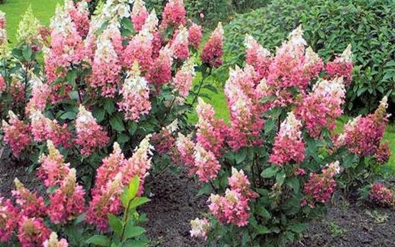 Hydrangea Paniculata 'pinky Winky' - View 31 from www redcrocus com